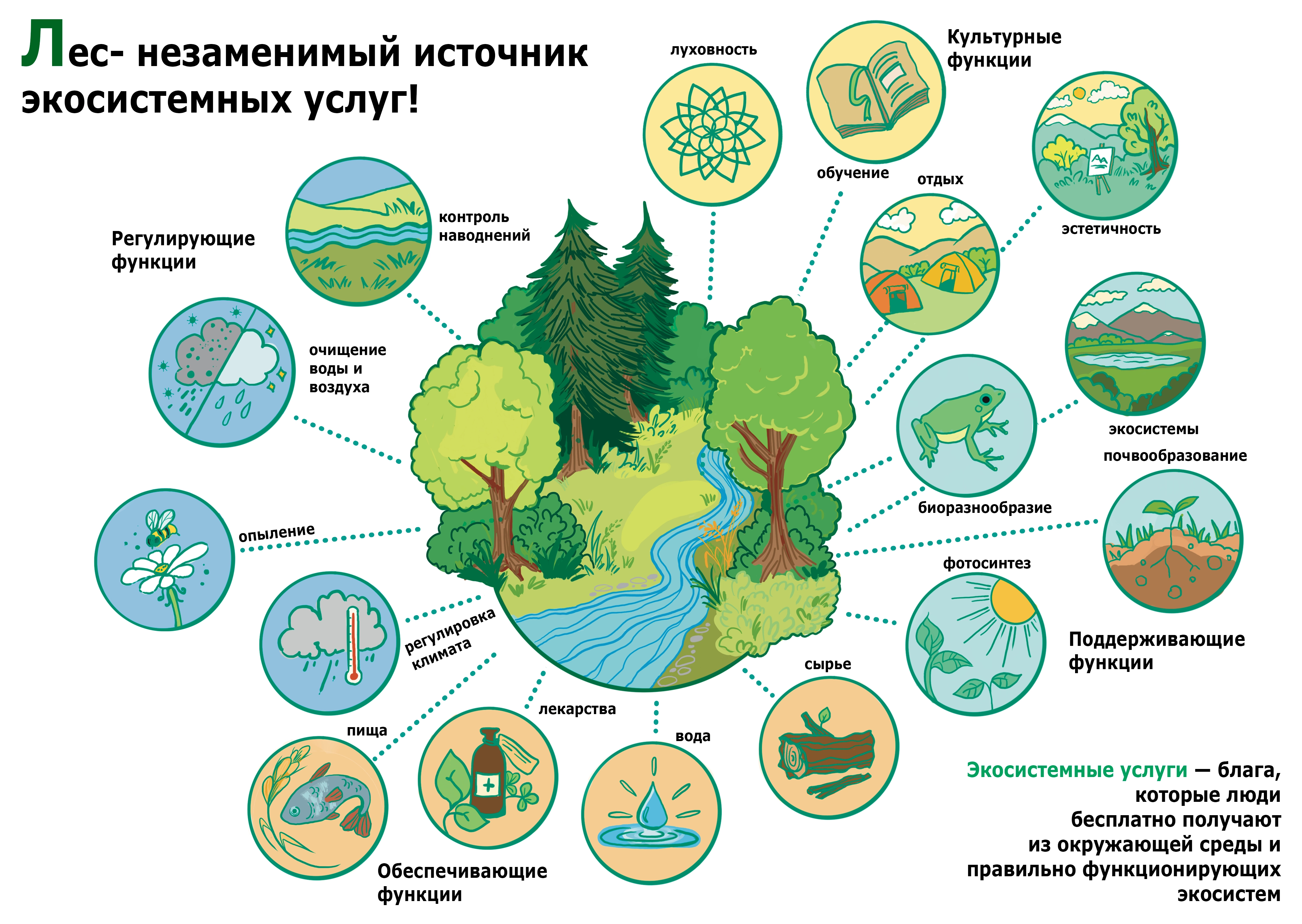 Л — Лес. Экосистемные услуги леса